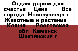 Отдам даром для счастья. › Цена ­ 1 - Все города, Новокузнецк г. Животные и растения » Кошки   . Ростовская обл.,Каменск-Шахтинский г.